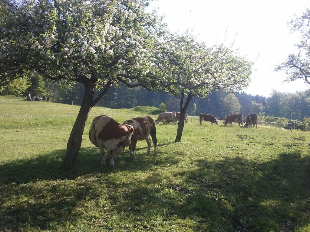 Haus Schrei Appartement Grundlsee Buitenkant foto