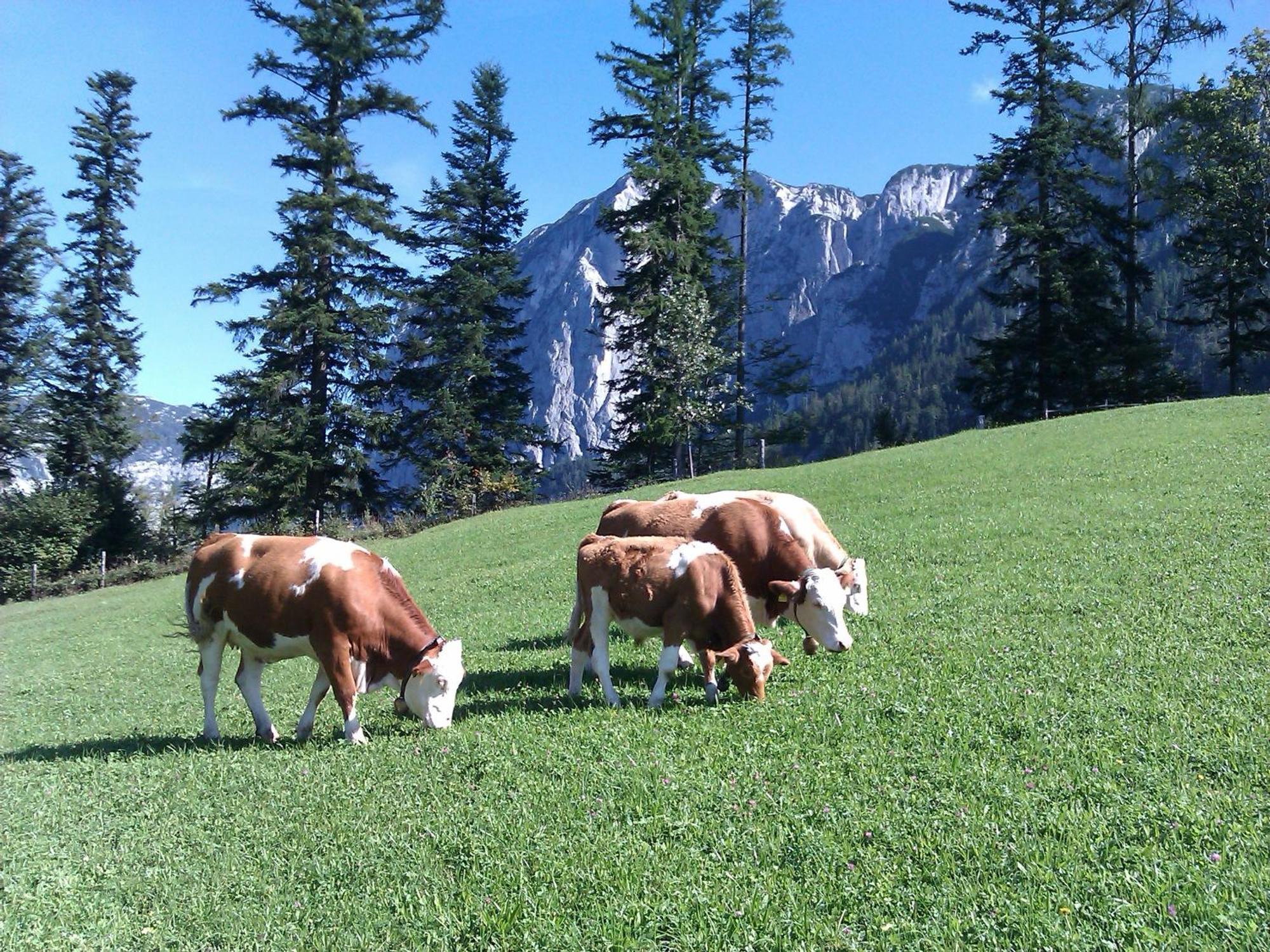 Haus Schrei Appartement Grundlsee Buitenkant foto